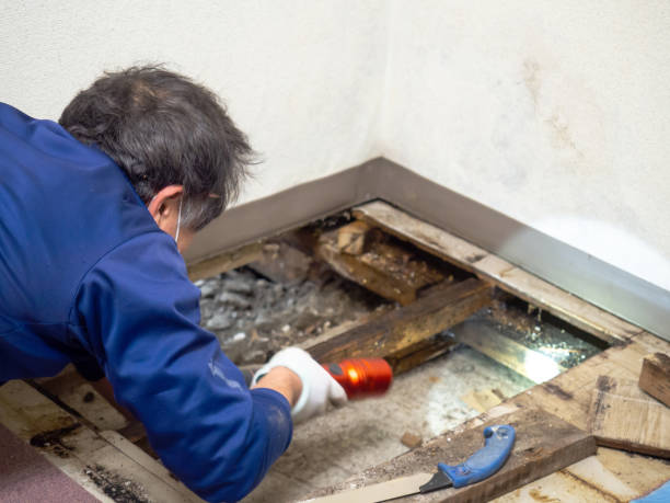 Best Certified Mold Removal  in Mishicot, WI
