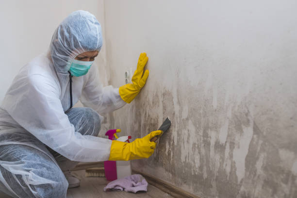 Best Home Mold Removal  in Mishicot, WI