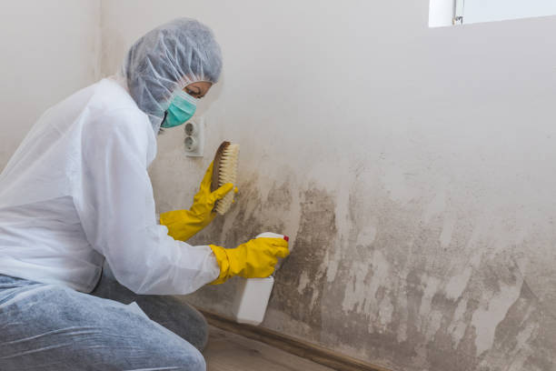 Best Professional Mold Removal  in Mishicot, WI
