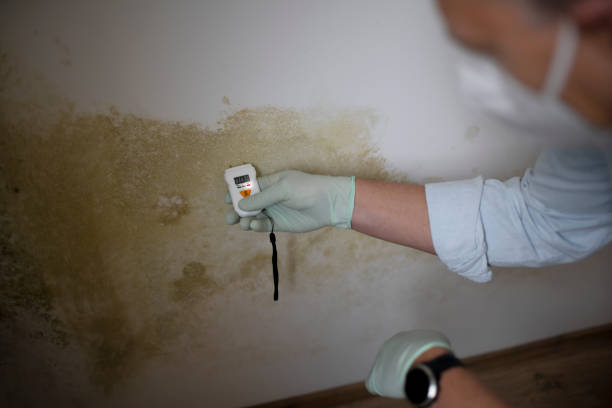 Best Mold Removal Company Near Me  in Mishicot, WI
