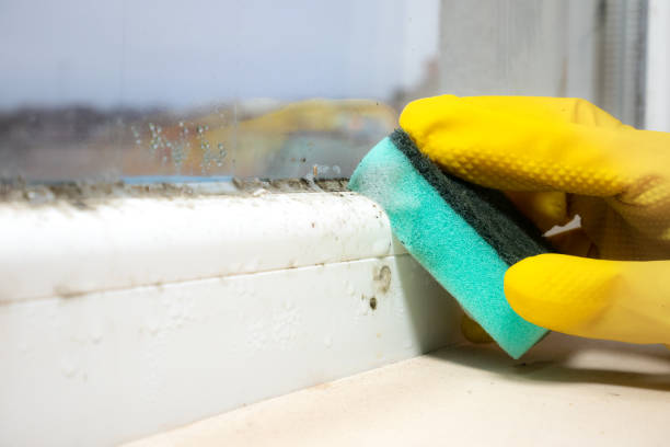 Best Mold Testing  in Mishicot, WI