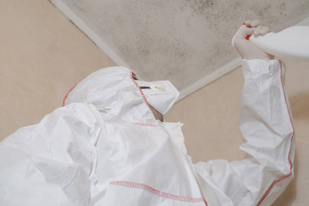 Best Black Mold Removal  in Mishicot, WI