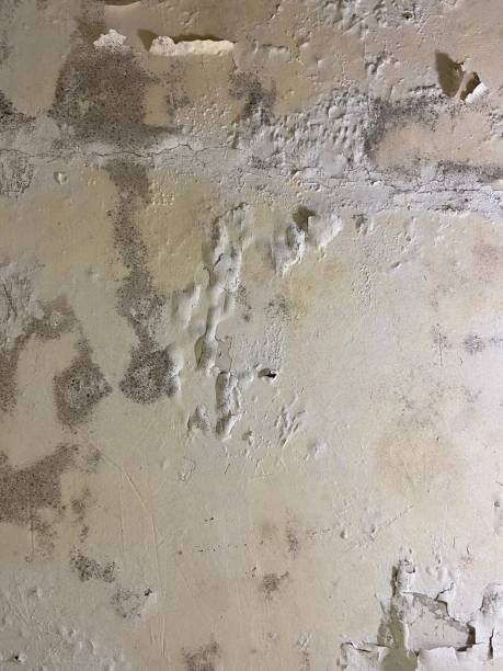 Best Black Mold Removal  in Mishicot, WI