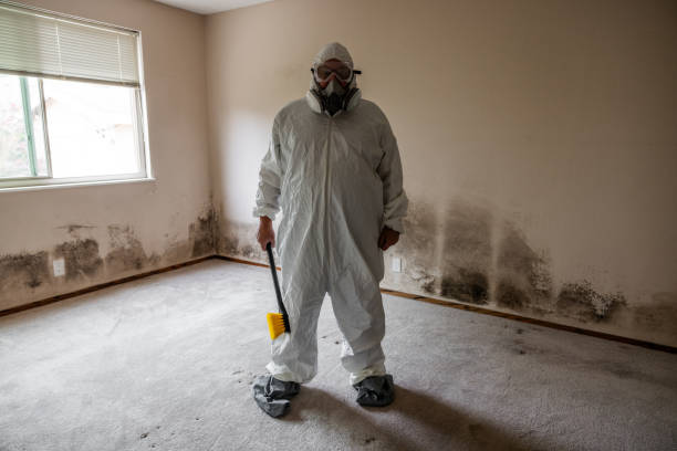 Best Mold Damage Repair  in Mishicot, WI