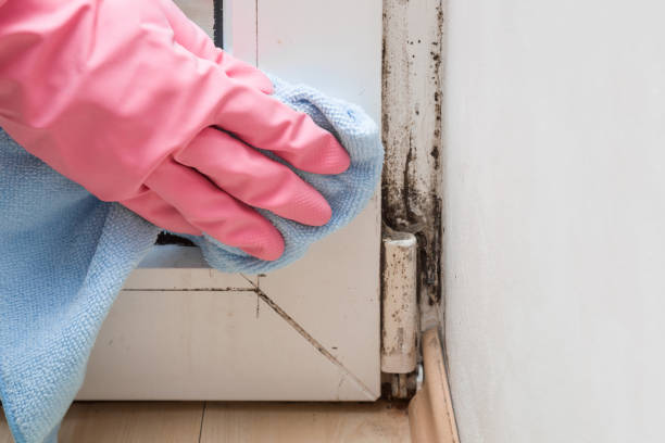 Professional Mold Removal in Mishicot, WI