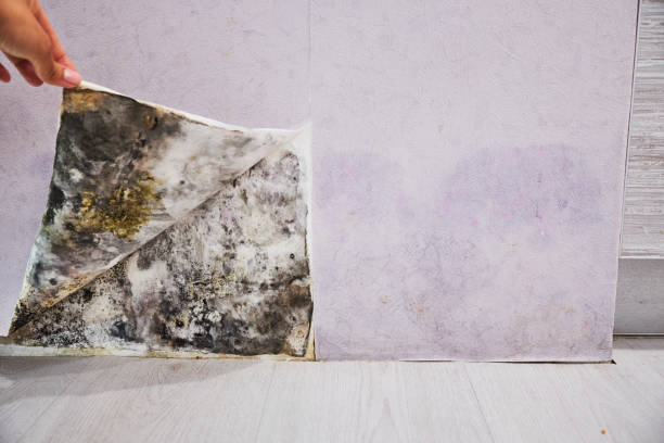Certified Mold Removal in Mishicot, WI